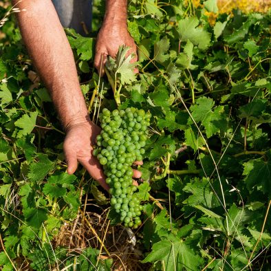 Best cretan wine grape varieties at Grape Escape Rethymno wine tour.